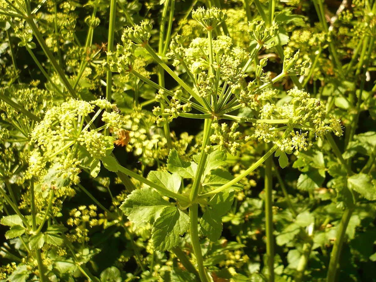 Smyrnium olusatrum (Apiaceae)
